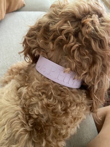 Customer photo review of Lavender Collar