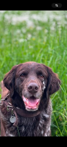 Customer photo review of Armband