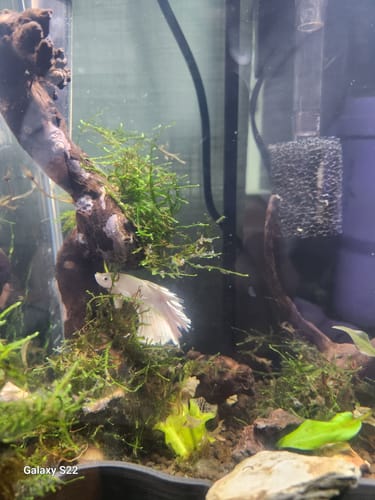 Customer photo review of Cryptocoryne Wendtii "Red" Aquarium Plant