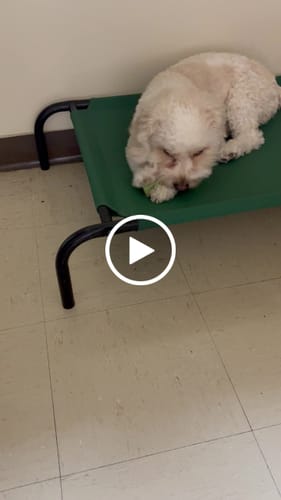 Customer video review of Mix Flavored (Strawberry, Banana, Mint, & Pumpkin): a Pack of 4 Sticks