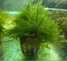 Customer photo review of Peacock Moss