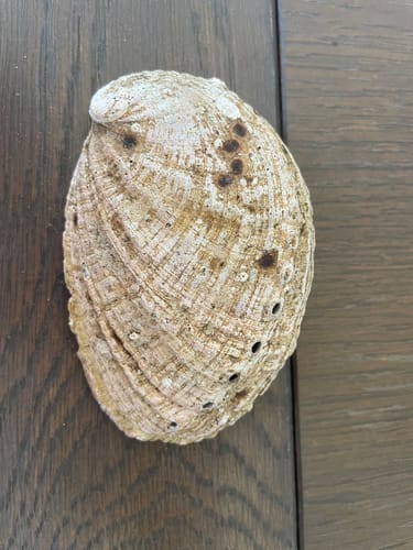 Customer photo review of Abalone naturel (Ormeau)