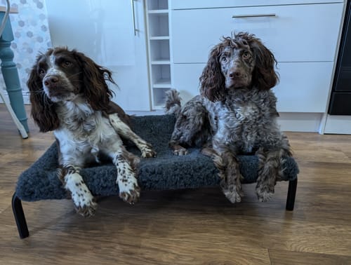 Customer photo review of HiK9 Bed with Black Canvas Cover