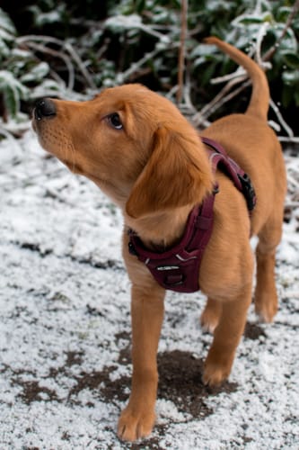 Customer photo review of Trail & Glow® Dog Harness - Mulberry Tweed