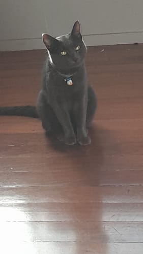 Customer photo review of 3 Month Supply - 1 Cat