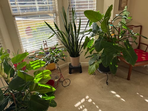 Customer photo review of Fungus Gnat Death Drops
