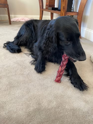 Customer photo review of Braided Bully Sticks - 12 Inch