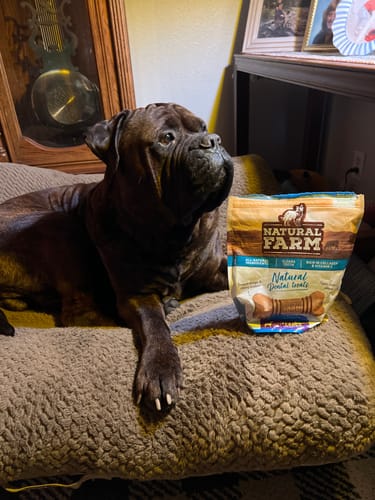 Customer photo review of Large Dental Treats