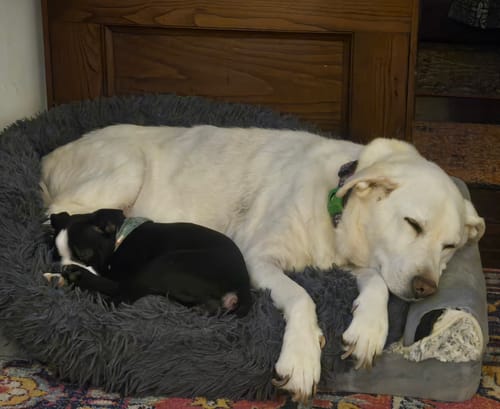 Customer photo review of FurLife™ 12 Months Flea and Tick Free