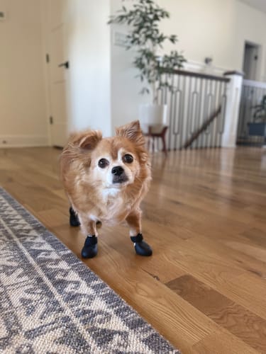 Customer photo review of WagWellies® by wagwear