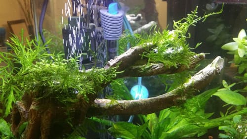 Customer photo review of Java Moss on Stainless Steel
