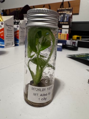 Customer photo review of Variegated Monstera Albo Tissue Culture Plant