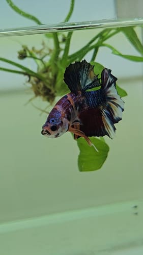 Customer photo review of Metallic Plakat Betta Fish | You Pick Betta | Show Grade