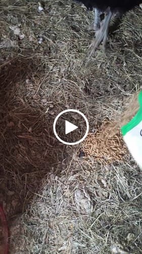 Customer video review of GrubTerra Dried Larvae Sample