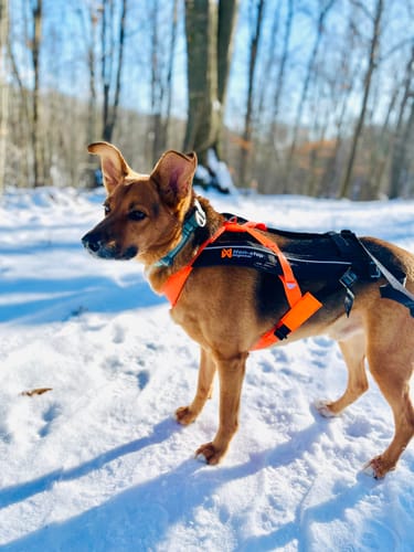 Customer photo review of Non-Stop Dogwear Freemotion Harness 5.0