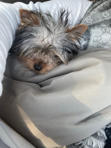 Customer photo review of Portable Pet Sling Carrier Bag With Pocket