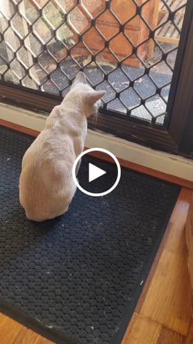 Customer video review of Catnip Chew Toy Sticks