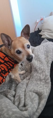 Customer photo review of Vision Clarity/Cataracts Support Formula for Dogs, 300 Tablets, 30-Day Supply