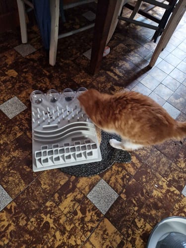 Avis photo d'un client sur Croquettes Chaton Sans Céréales - Poulet & Huile de Saumon