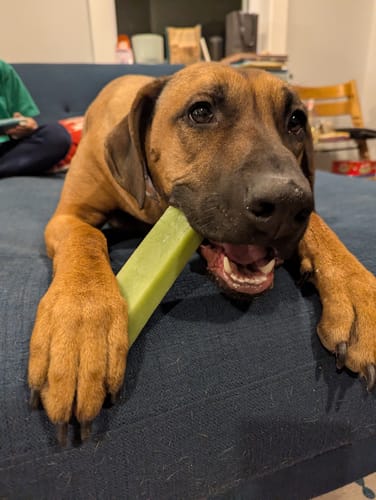 Customer photo review of Mint Himalayan Yak Chew (MEDIUM)