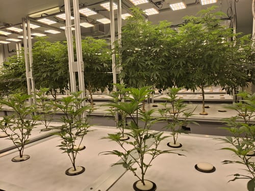 Customer photo review of GreenPlanet Hydro Fuel Grow Nutrients A (3-0-3)