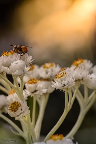 Customer photo review of Woodland+ Subscription