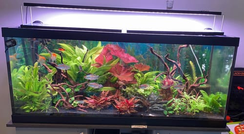 Customer photo review of Anubias Nana