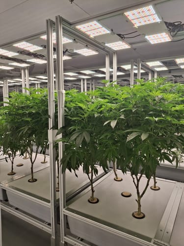 Customer photo review of GreenPlanet Hydro Fuel Grow Nutrients B (1-2-5)