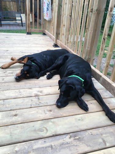 Customer photo review of FurLife™ 8 Months Flea and Tick Free