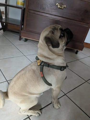 Customer photo review of Poop Jiby Dog Charm
