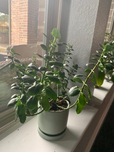 Customer photo review of Plant Food