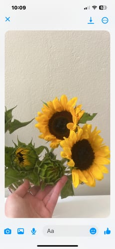 Customer photo review of Sunflowers