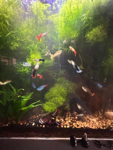 Customer photo review of Java Moss