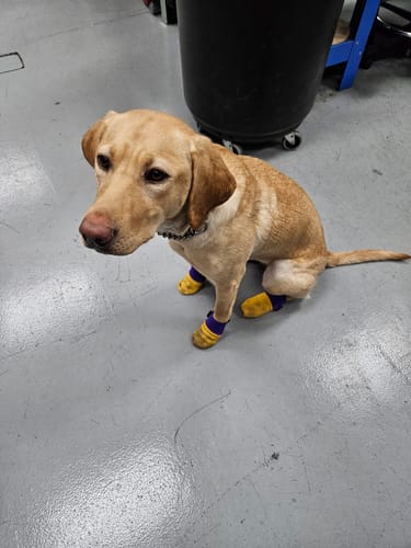 Customer photo review of Leather Dog Booties - Doccasins - 1 pair