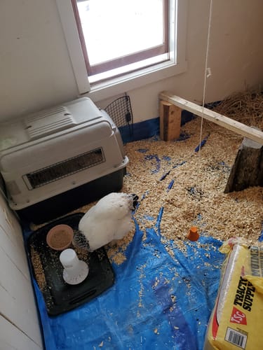 Customer photo review of HEALTHYANIMALS4EVER ALL-NATURAL CHICKEN RESPIRATORY SUPPORT(Liquid)