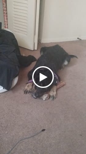 Customer video review of Medium Ostrich Cane (10" x 3"): The Long-Lasting, Flavor-Packed Chew for Medium & Large Dogs