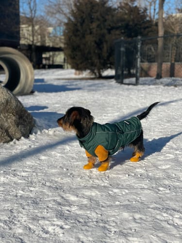 Customer photo review of WagWellies® by wagwear