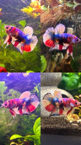 Customer photo review of Multicolor Plakat Male Betta Fish |Show Grade| You Pick Fish