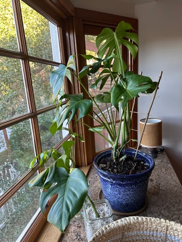 Customer photo review of Plant Food