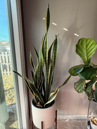 Customer photo review of Plant Food