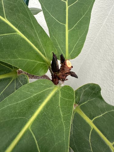 Customer photo review of Plant Food