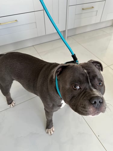 undefined review of Slip Training Lead | Anti Pull & No Choking - Light Blue image 1 out of 1