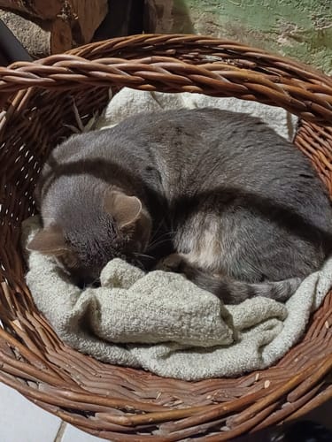 Avis photo d'un client sur Pâtée Chat Stérilisé Sans Céréales - Poulet