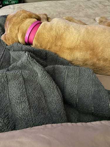 Customer photo review of FurLife™ 8 Months Flea and Tick Free