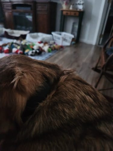 Customer photo review of FurLife Shipping Protection