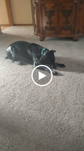 Customer video review of Ostrich Foot Bone (7" x 3.5"): The Flavorful & Long-Lasting Chew for Medium to Large Dogs