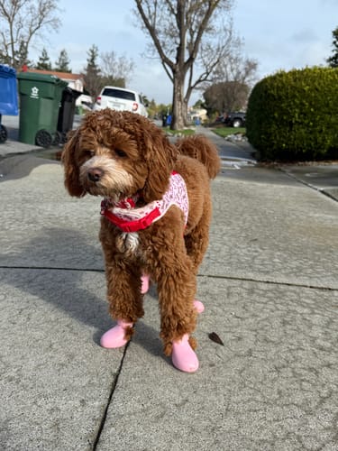 Customer photo review of WagWellies® by wagwear