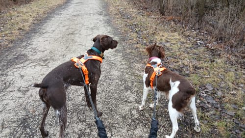 Customer photo review of Non-Stop Dogwear Line Harness 5.0