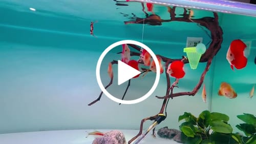 Customer video review of Red Melon Discus Fish
