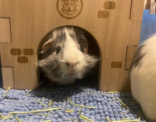 Customer photo review of Guinea Pig Wooden Castle Hidey